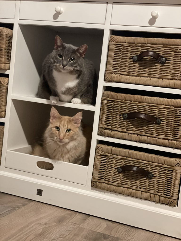 2 chats dans le placard