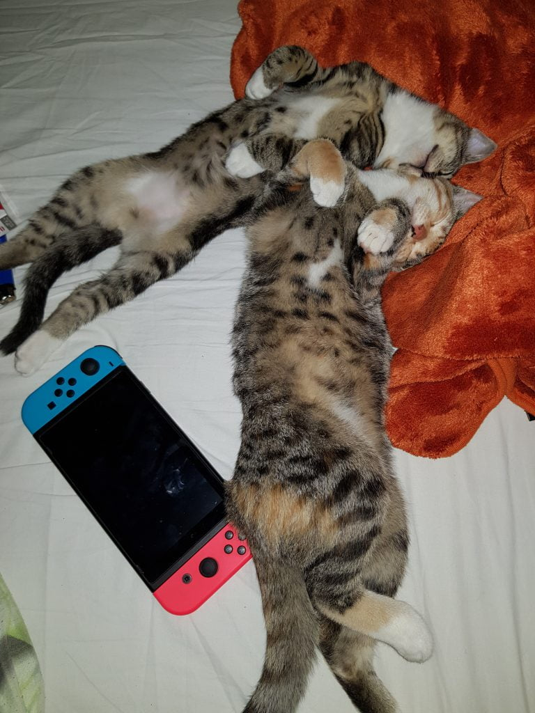 les chats pipent et pincent