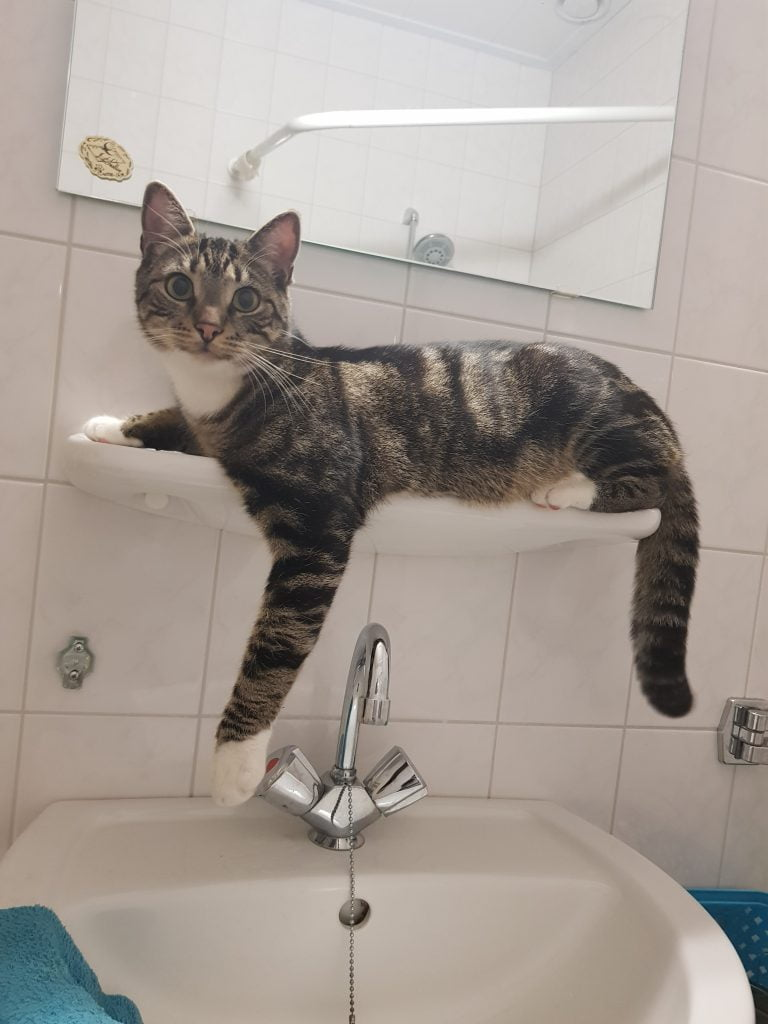 chat dans la salle de bain
