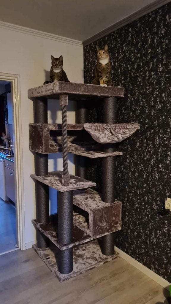 2 chats sur turnpike 190 griffoir