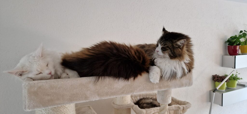 Deux Maine Coons sur un griffoir Petrebels