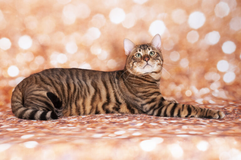 Chat Toyger couché