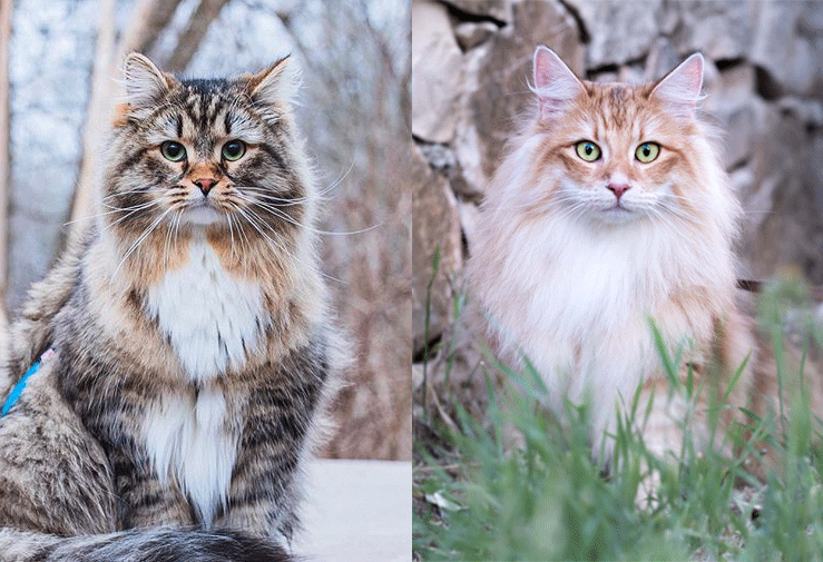 À gauche : Chat de forêt sibérien - À droite : Chat de forêt norvégien