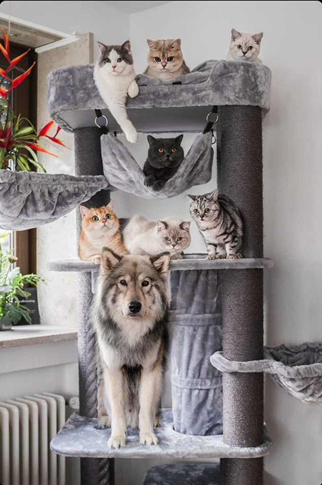 Chien et chats sur un arbre à chat Petrebels