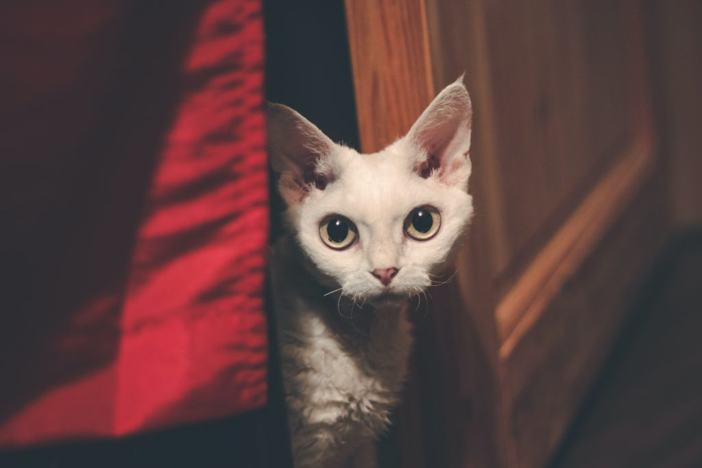 Devon Rex dans une armoire