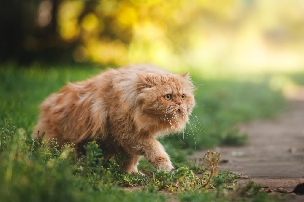 Le chat persan orange se promène dans l'herbe