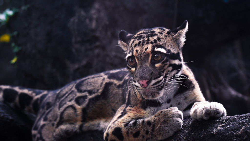 Un chat léopard asiatique sauvage couché sur un rocher
