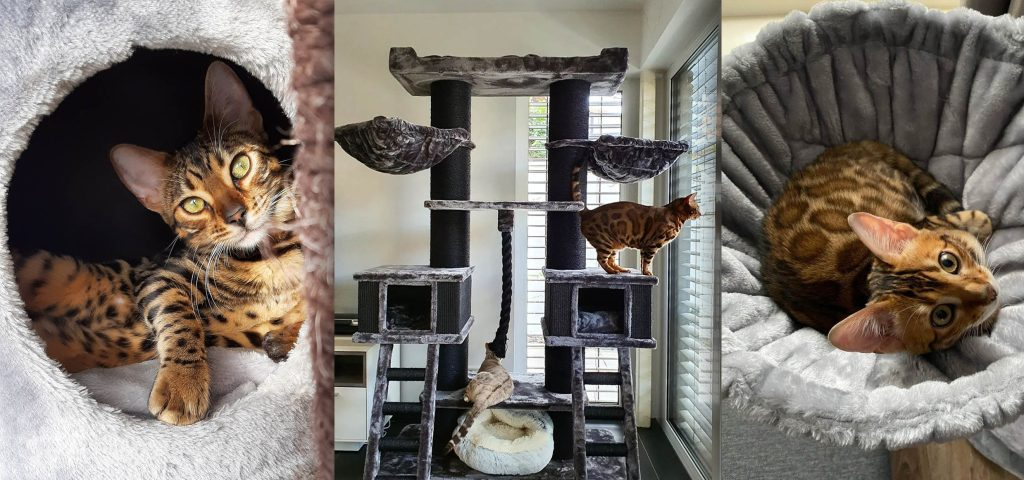 4 Bengals différents utilisant des produits Petrebels