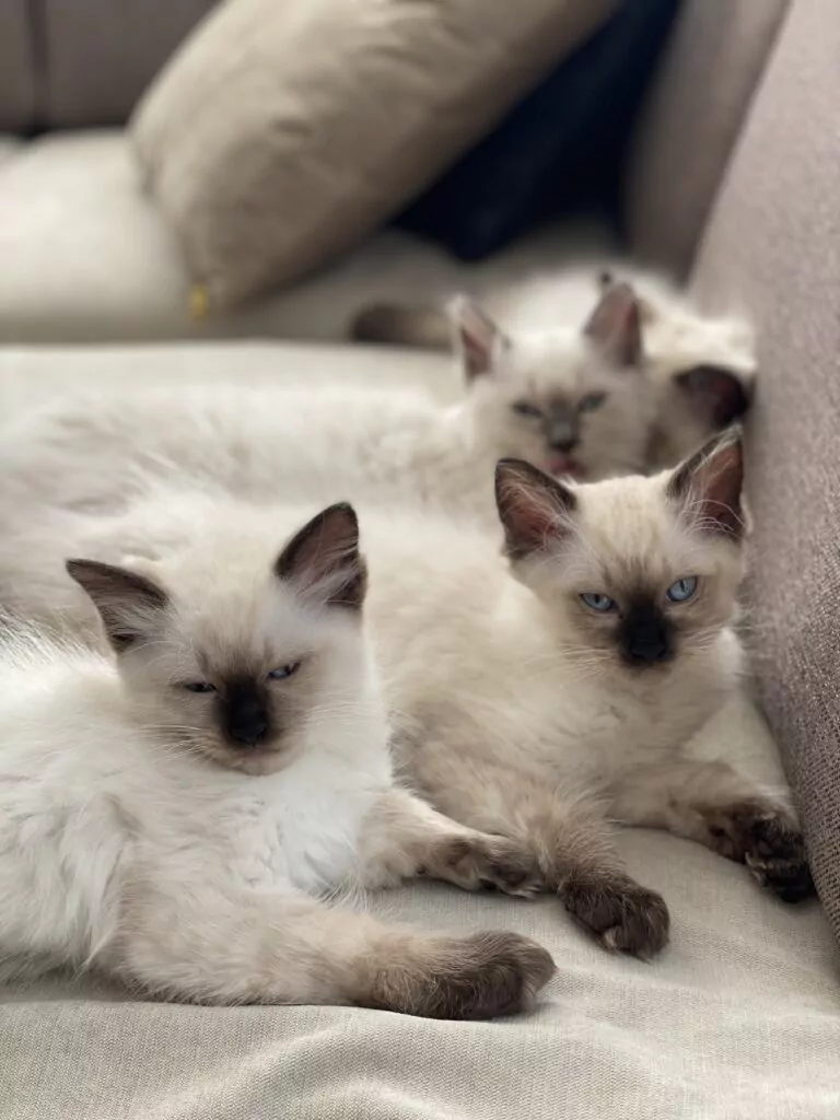 Linda a 4 Ragdolls et ils ont les surnoms les plus mignons ! - Petrebels