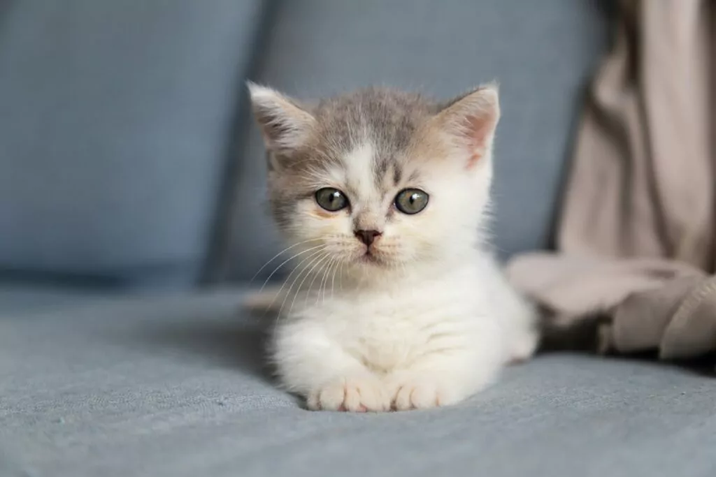 le chaton regarde la caméra