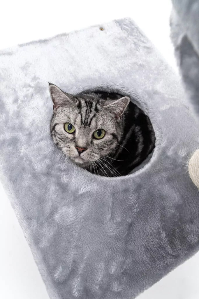 Chaton sur un griffoir Petrebels