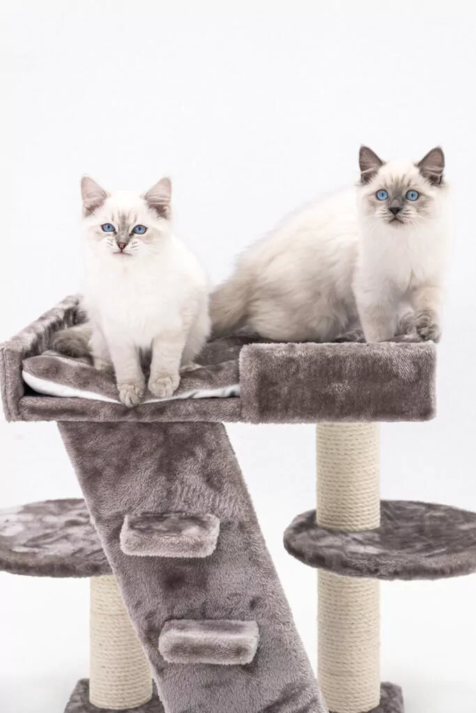 Deux chats sur un griffoir Petrebels