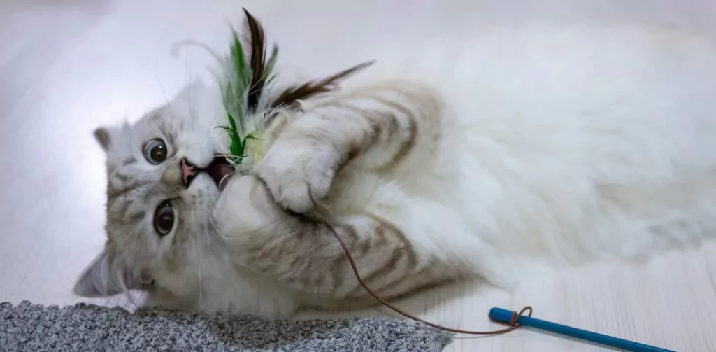 Beautiful cat playing with a cat toy