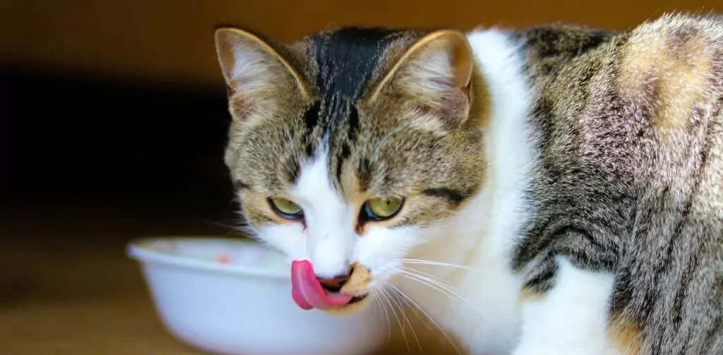 Cat licking its lips after drinking from a bowl