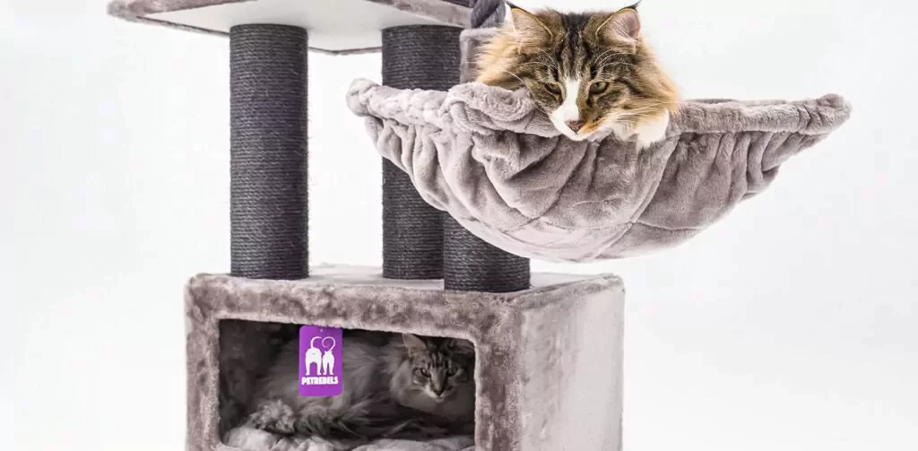 Maine coon cats enjoying a Petrebels cat tree