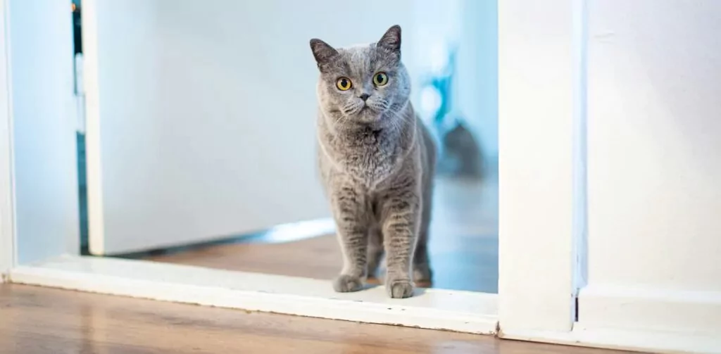 British shorthair standing at the door post
