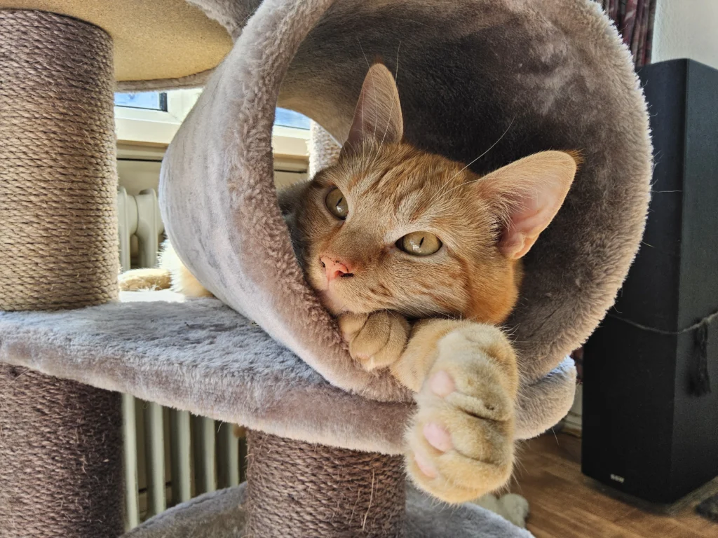 Chat avec un mobilier pour chat adapté à ses besoins