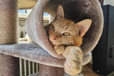 Chat avec un mobilier pour chat adapté à ses besoins