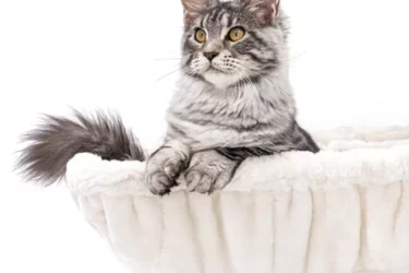 Maine Coon in hangmat