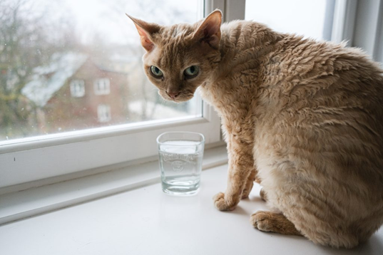 Devon rex bij het raam