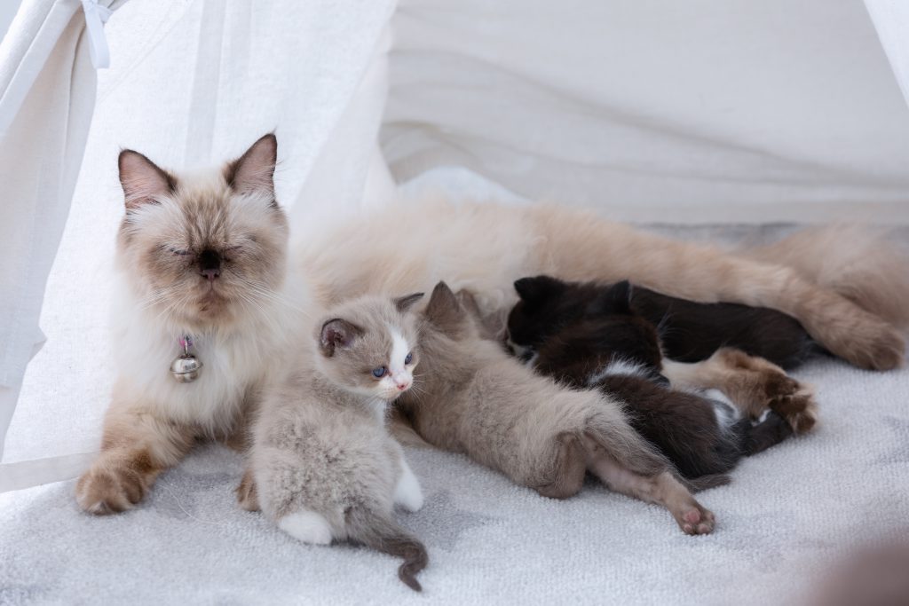 creme Perzische langhaar die haar kittens voert