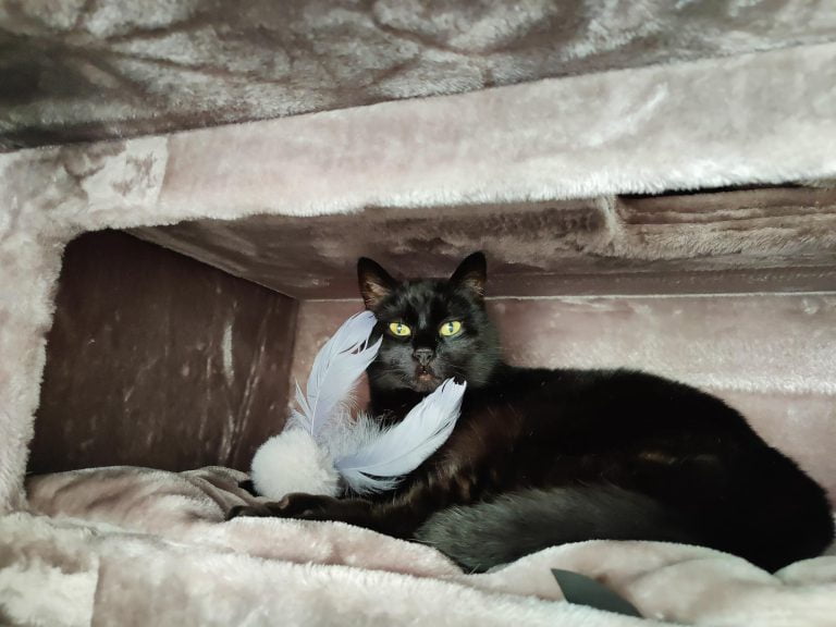 zwarte kat met funky rebel