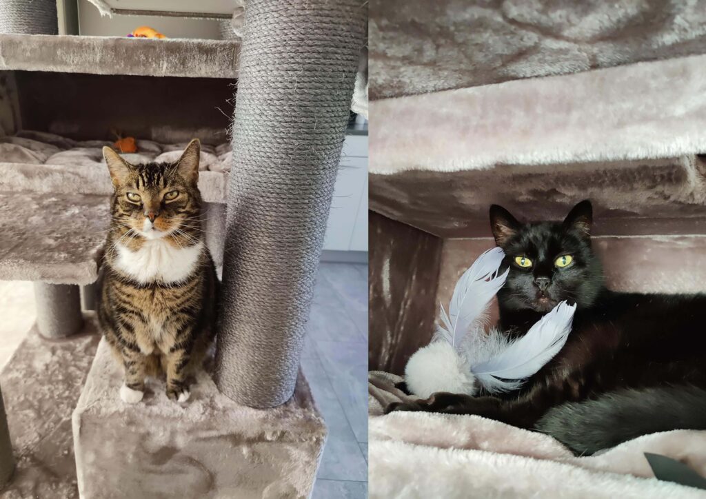 twee katten op een petrebels cappuccino krabpaal