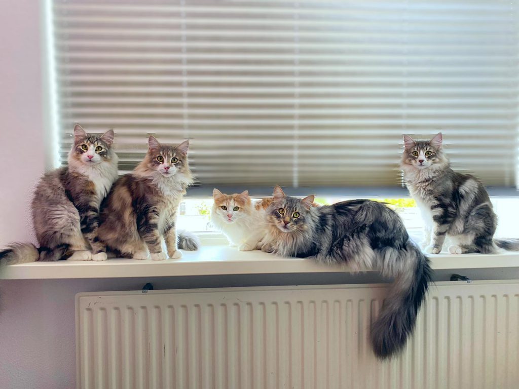vijf katten op een vensterbank