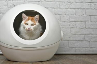 Wit met rode raskat zit in ronde witte kattenbak