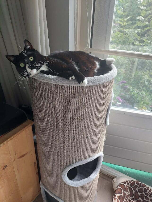 kat op petrebels dome