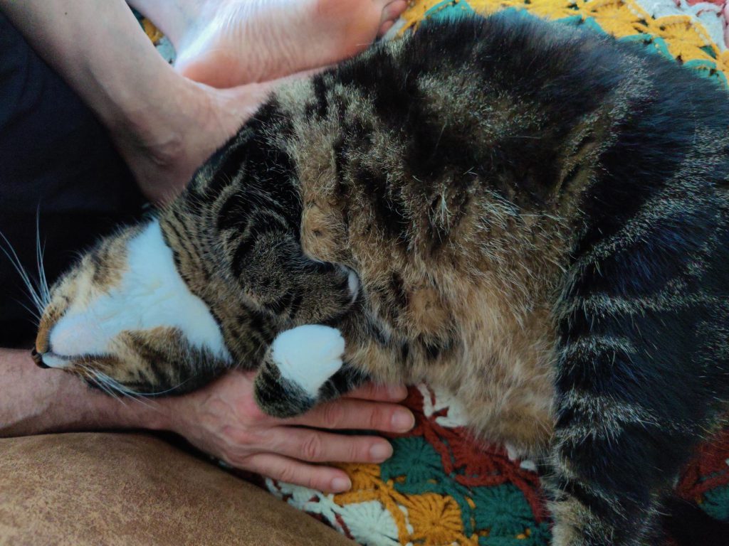 kat in de armen van baasje