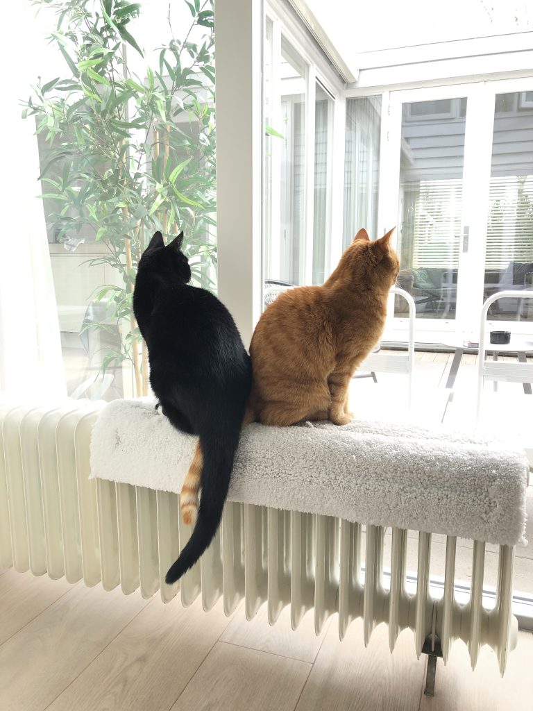 twee katten op een verwarming