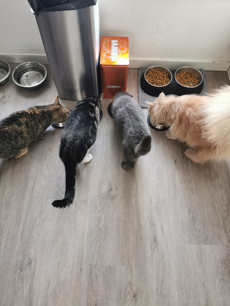 vier katten aan het eten