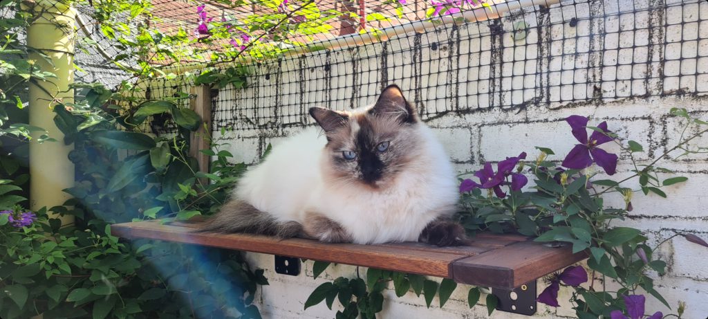 kat in de tuin