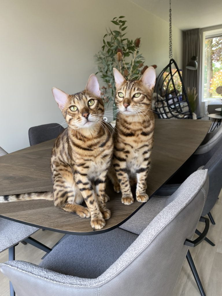 2 katten op tafel