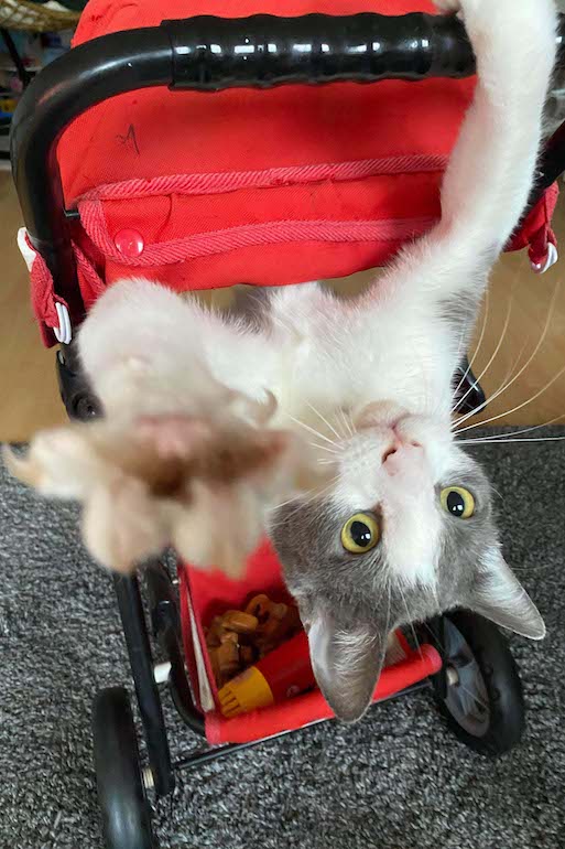 kat in kinderwagen
