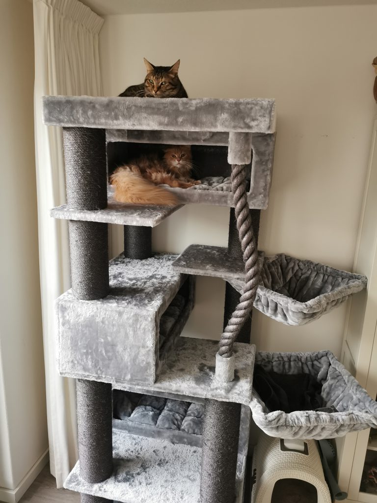 twee katten op turnpike 200 grey petrebels krabpaal