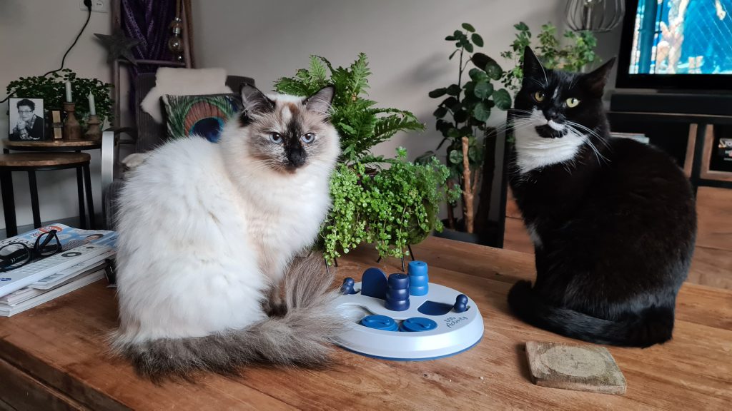 2 katten op tafel