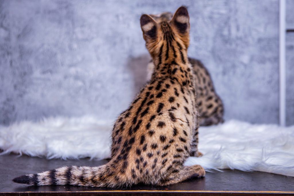 Savannah kat met de rug naar de camera 