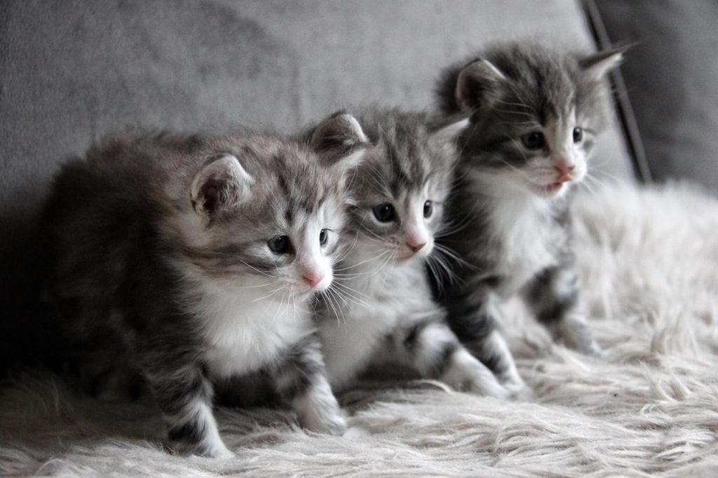 drie kittens op een bank