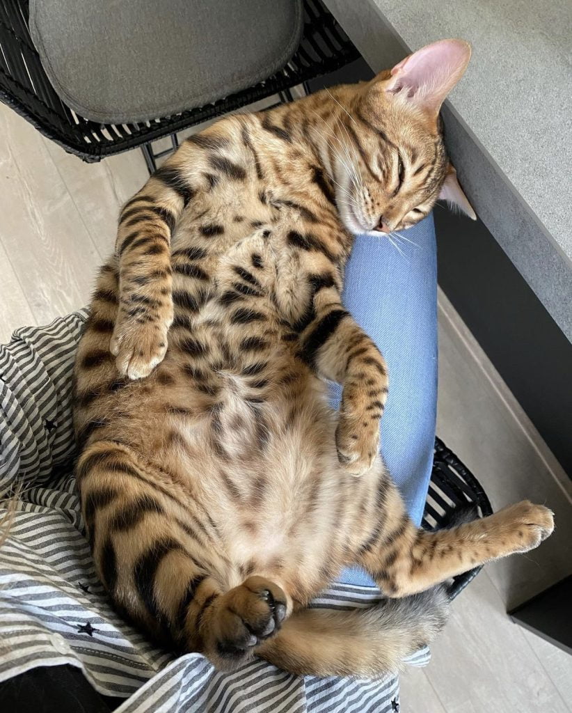 kat op schoot