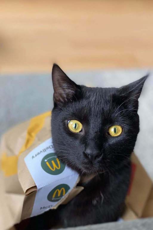 zwarte kat in mc donalds tas
