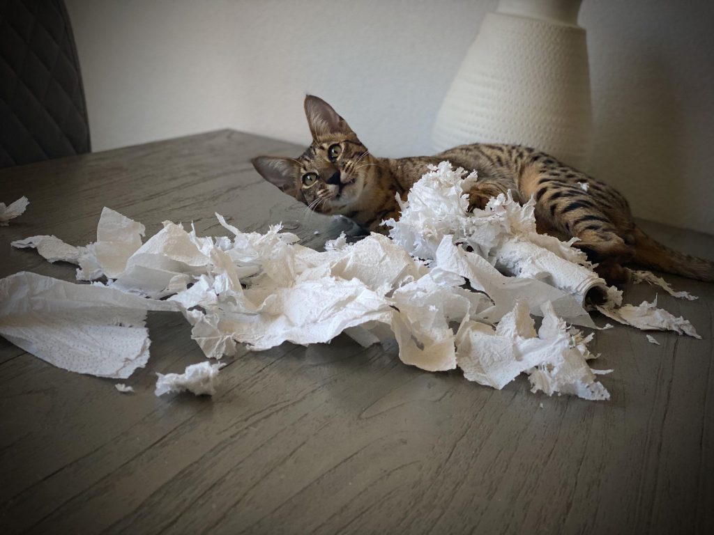savannah aan het spelen