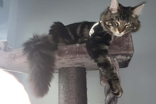 dexter in petrebels cappuccino krabpaal