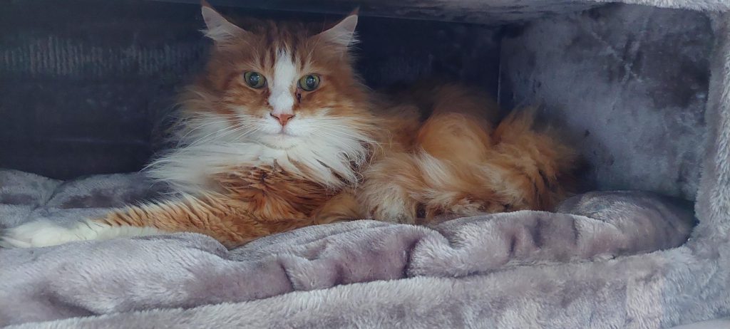Maine coon in turnpike 190 cappuccino