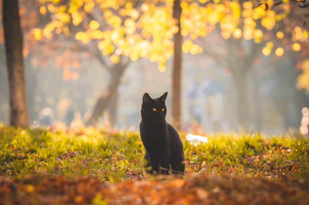 zwarte kat buiten in de herfst