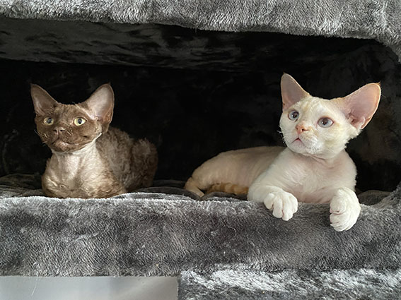 2 katten in een cave van de lookout 198
