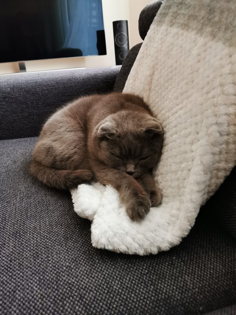 kat slaapt op bank