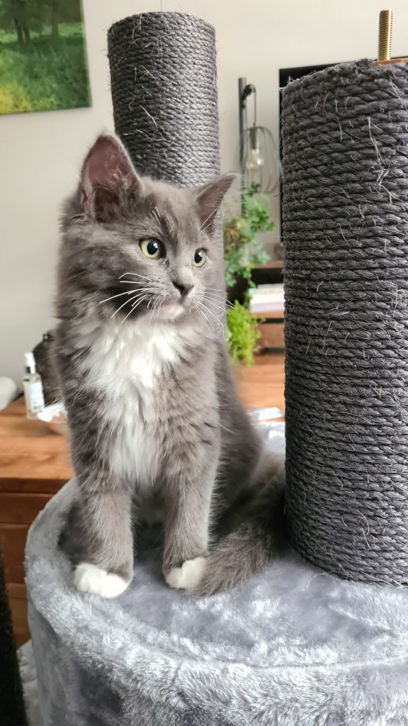 kitten op krabpaal