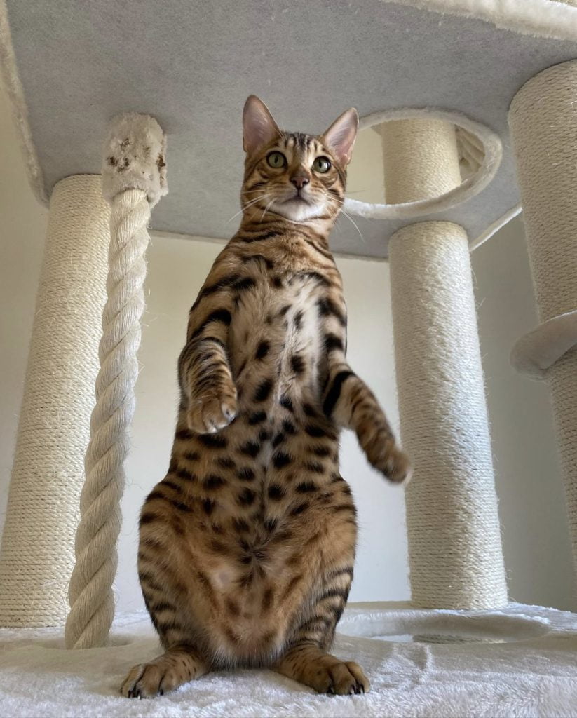 kat in petrebels krabpaal